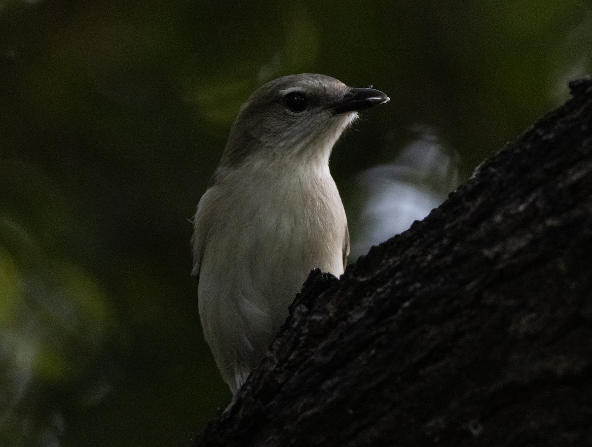 Silbador Simple - ML644779327