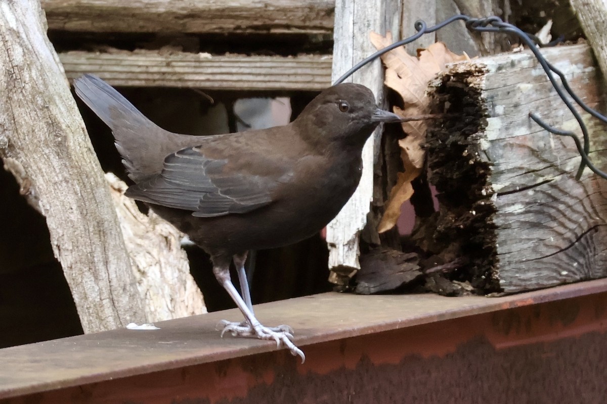 Mirlo Acuático Pardo - ML644779329