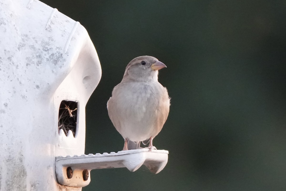 gråspurv - ML644779332