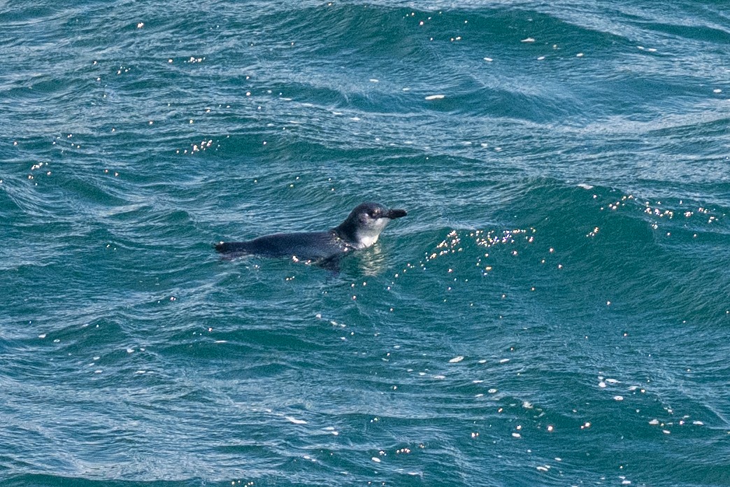 コビトペンギン - ML644779340