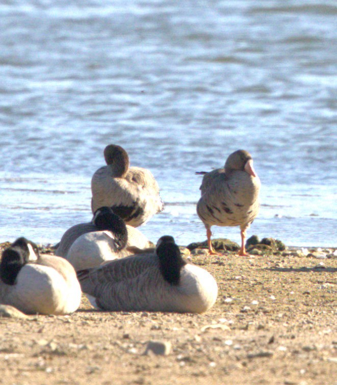Greater White-fronted Goose - ML644779354