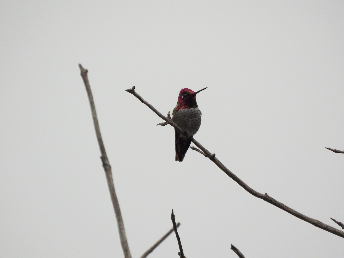 Anna's Hummingbird - ML644779355