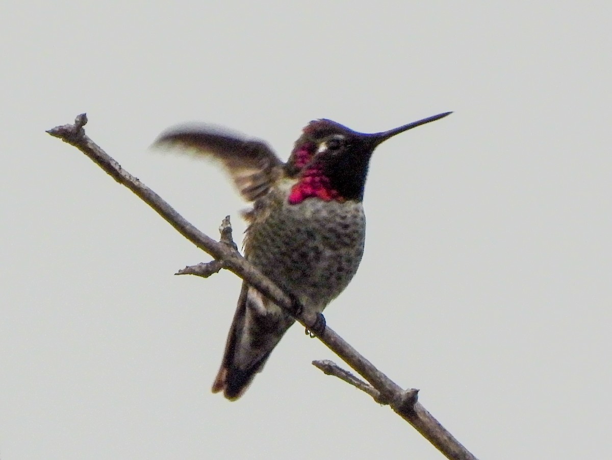 Anna's Hummingbird - ML644779360