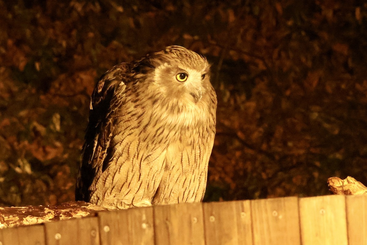 Blakiston's Fish-Owl - ML644779362