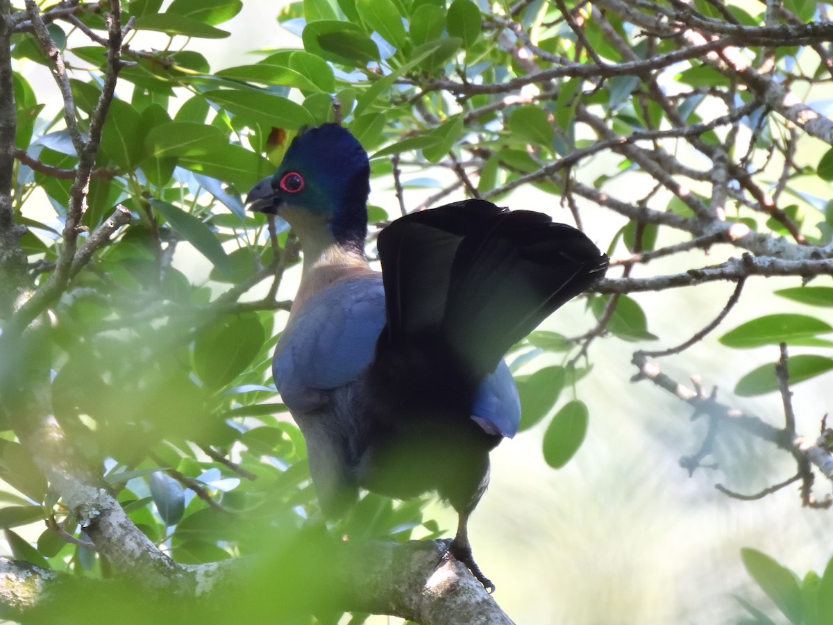 Purple-crested Turaco - ML644779363