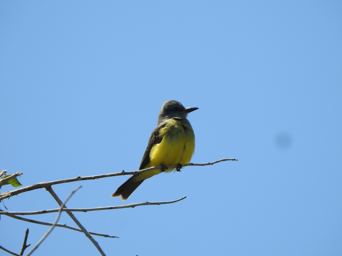 Tropical Kingbird - ML644779364