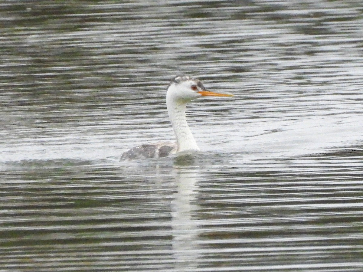 Clark's Grebe - ML644779365