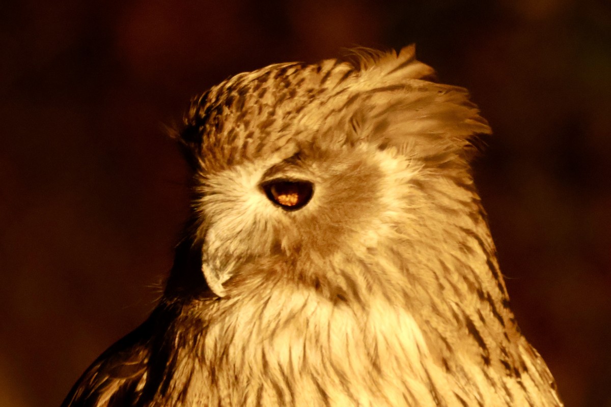 Blakiston's Fish-Owl - ML644779366