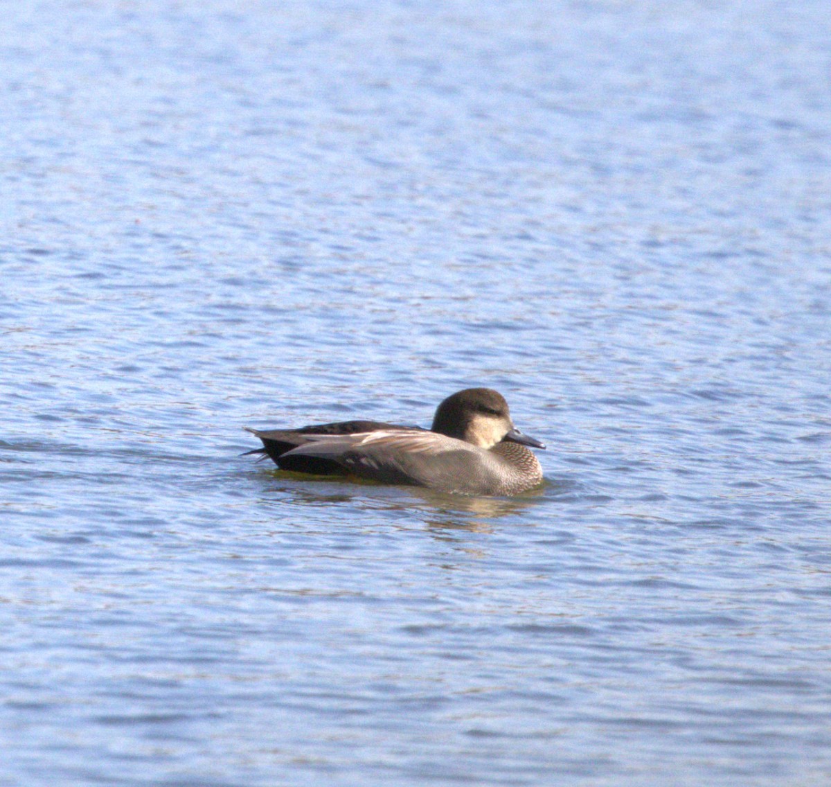 Gadwall - ML644779367
