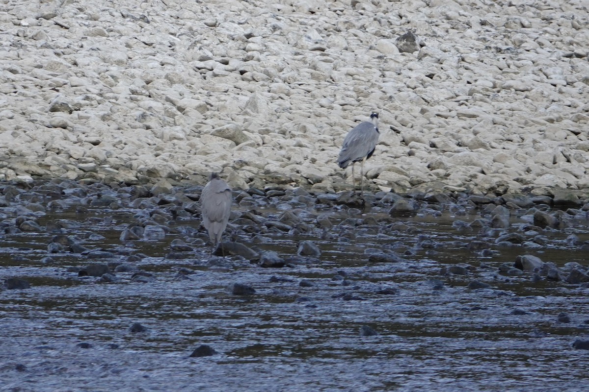 Gray Heron - ML644779368