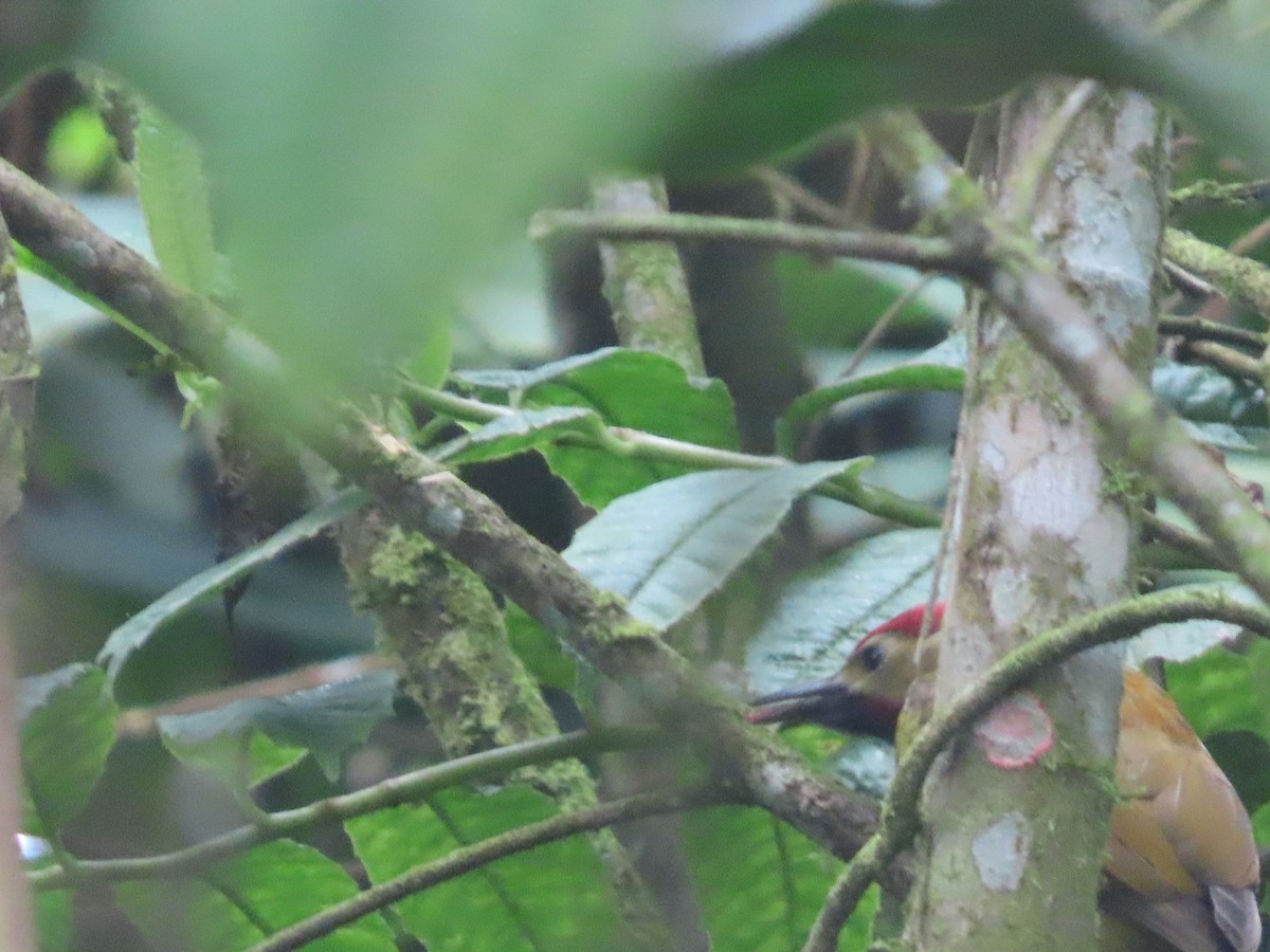 Golden-olive Woodpecker - ML644779369