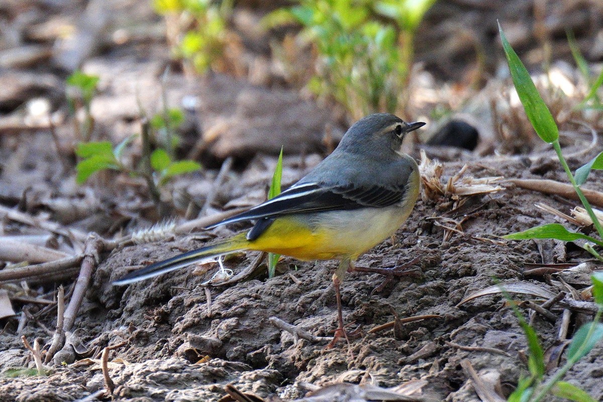 Western Yellow Wagtail - ML644779370