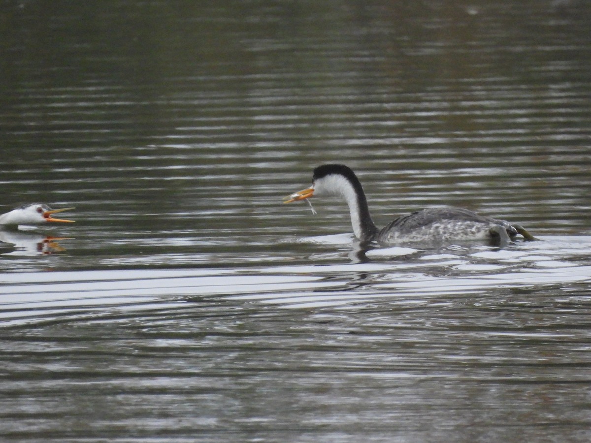 Clark's Grebe - ML644779371