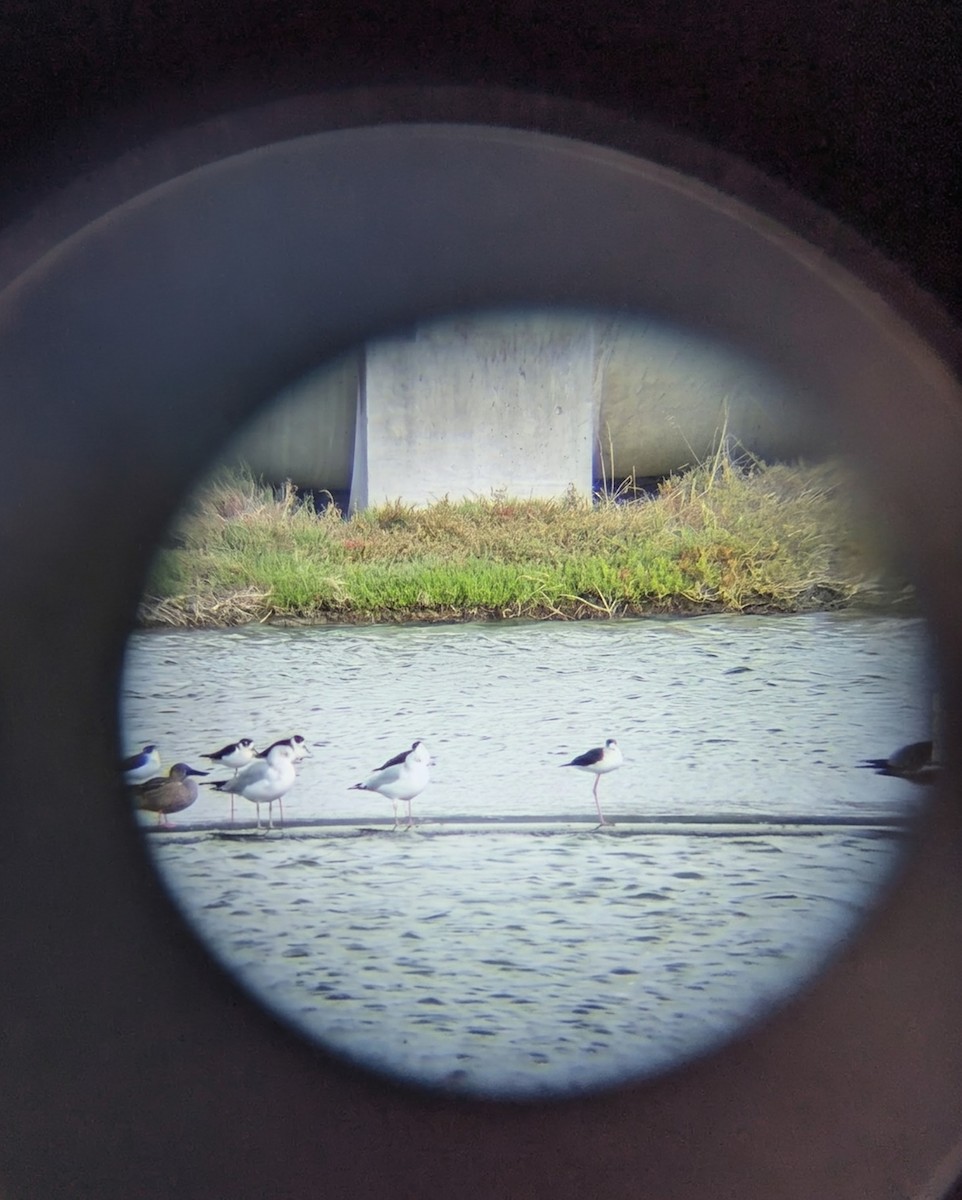 Short-billed Gull - ML644779374