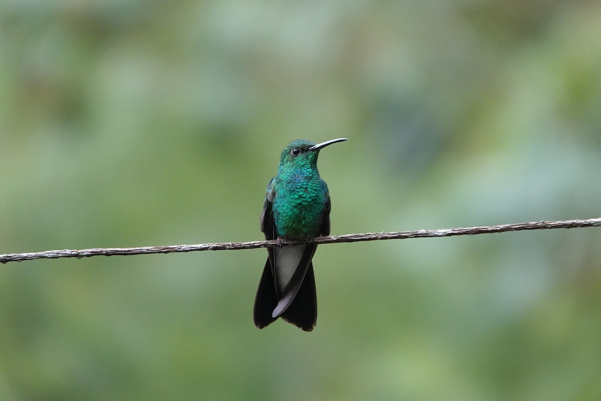 White-vented Plumeleteer - ML644779375