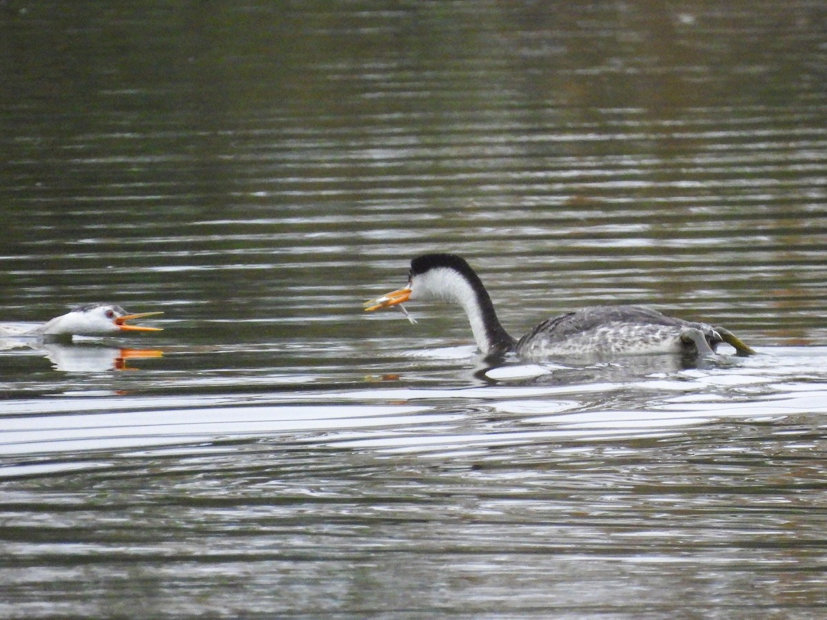 Clark's Grebe - ML644779377