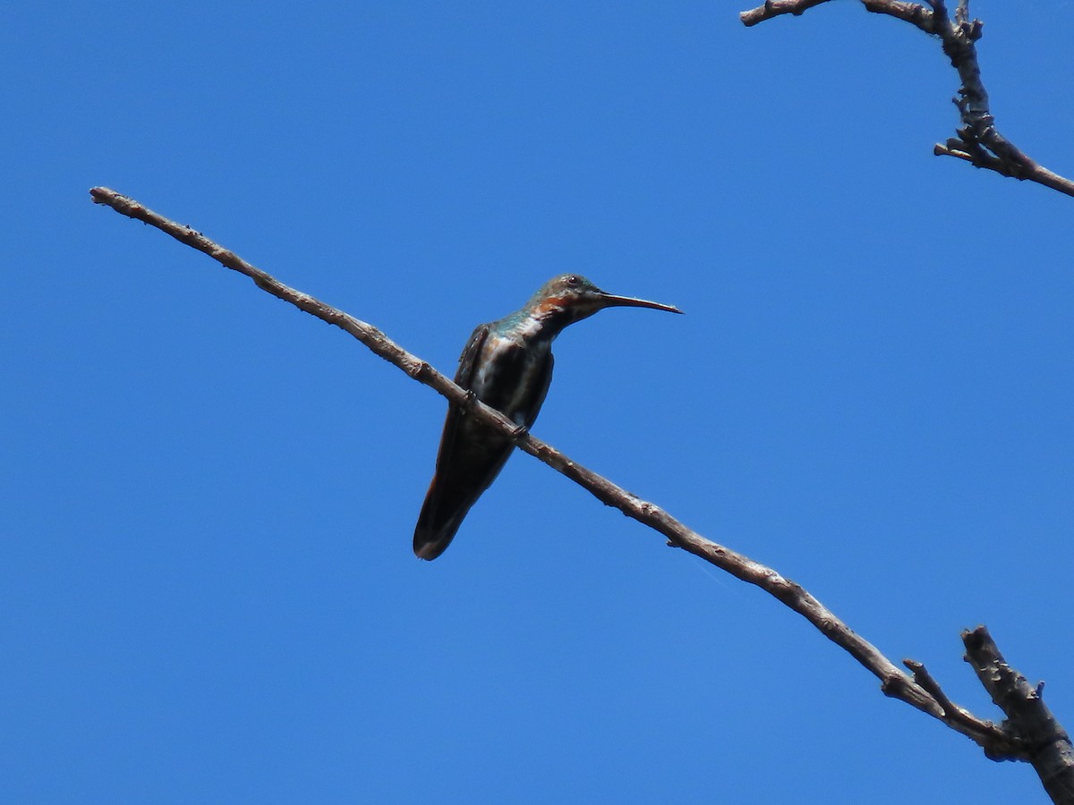 Green-breasted Mango - ML644779378