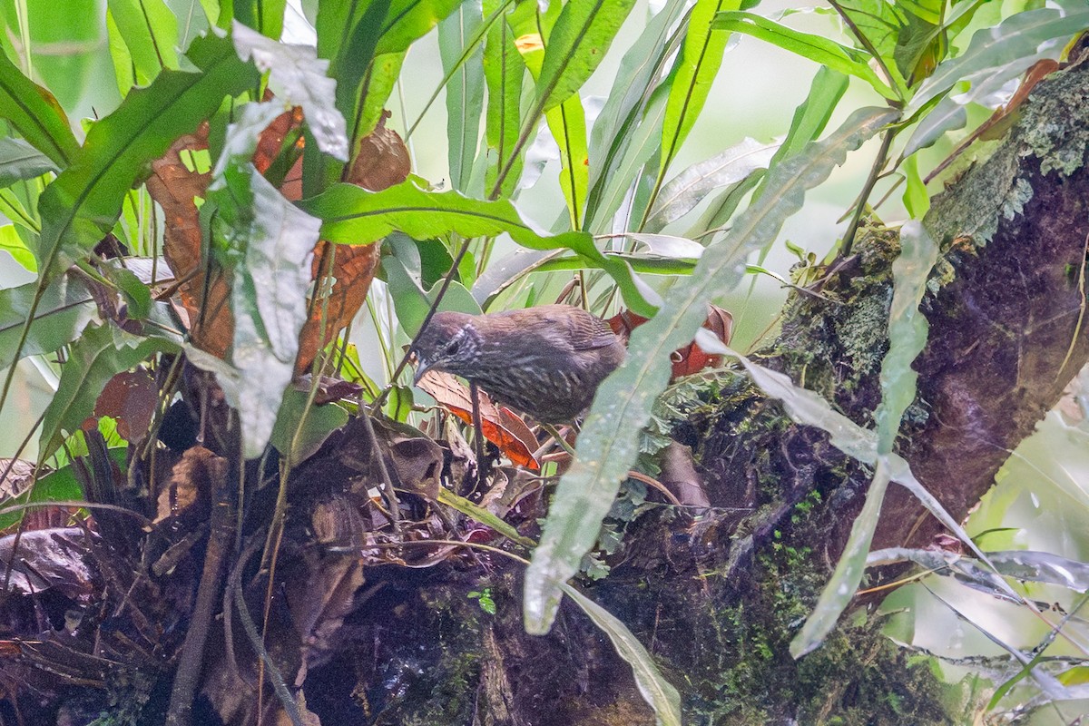 Stripe-breasted Wren - ML644779381