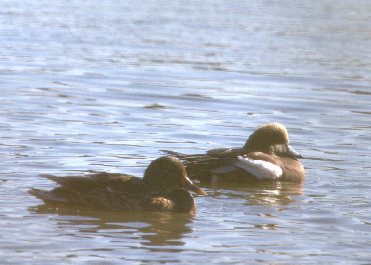 American Wigeon - ML644779382