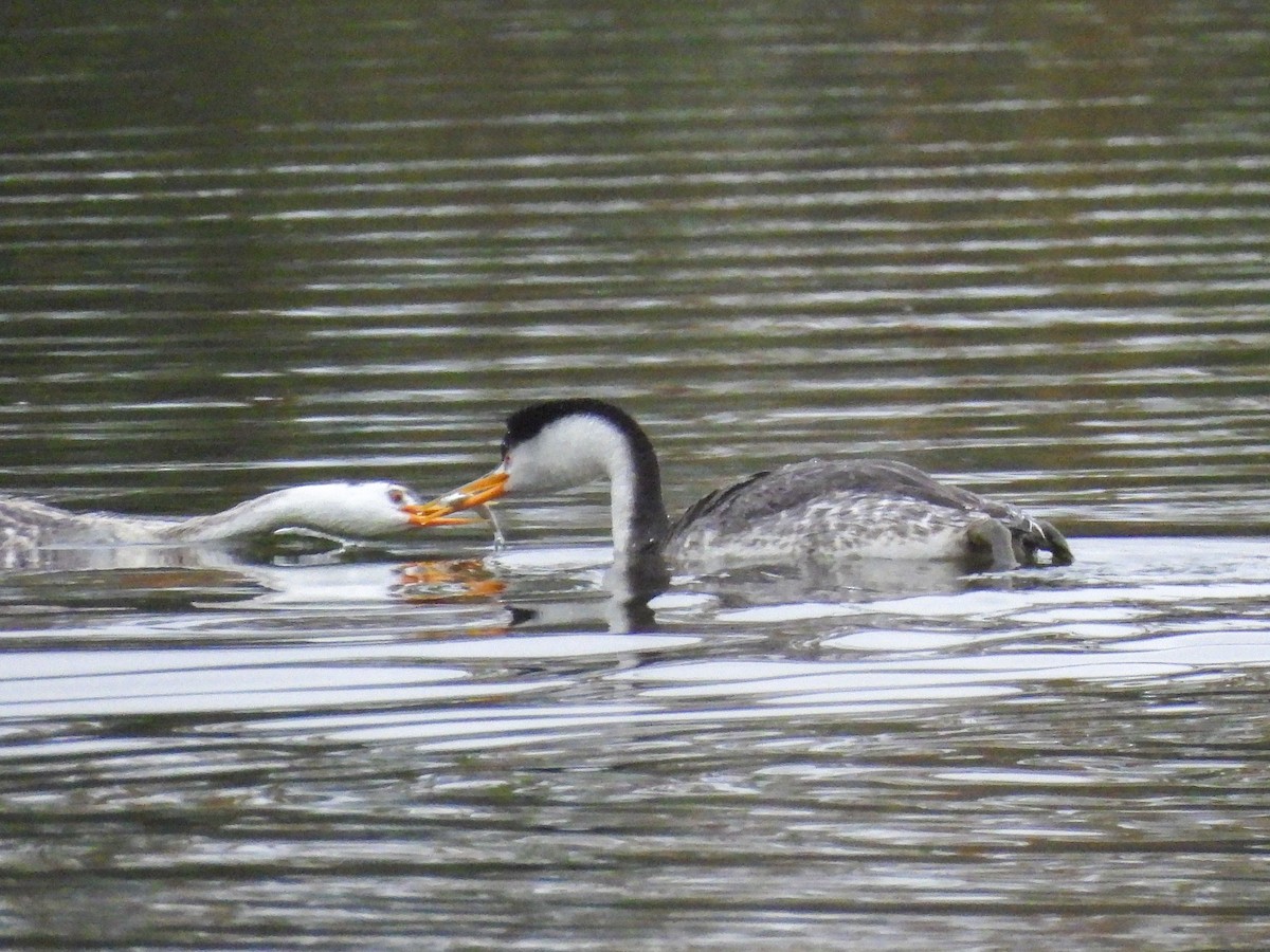 Clark's Grebe - ML644779383