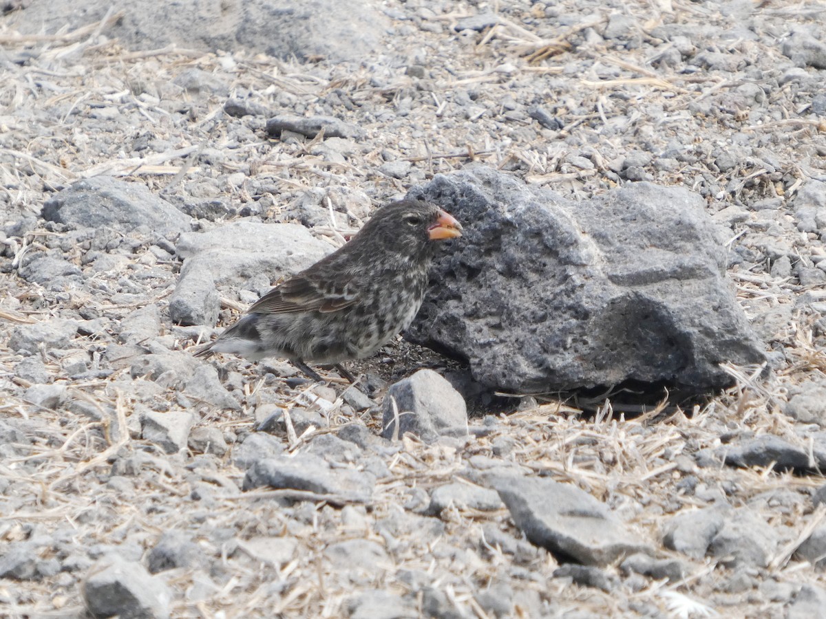 Small Ground-Finch - ML644779384