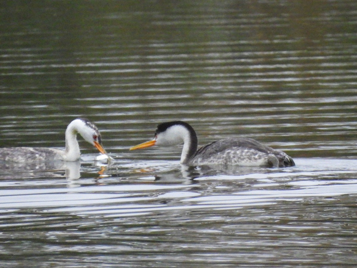 Clark's Grebe - ML644779387