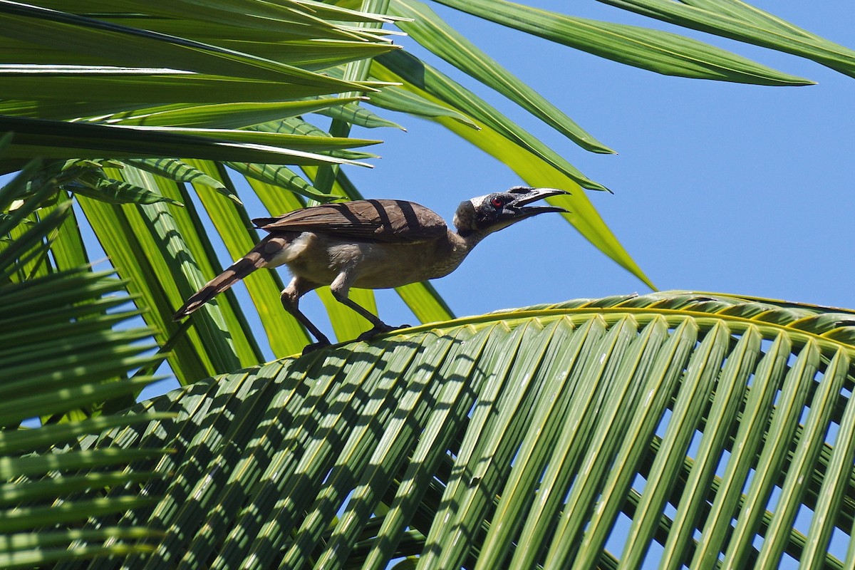 Helmeted Friarbird - ML644779388