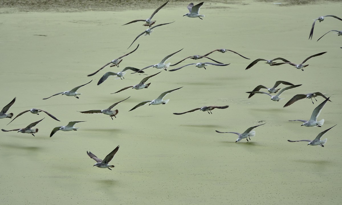 Laughing Gull - ML644779389
