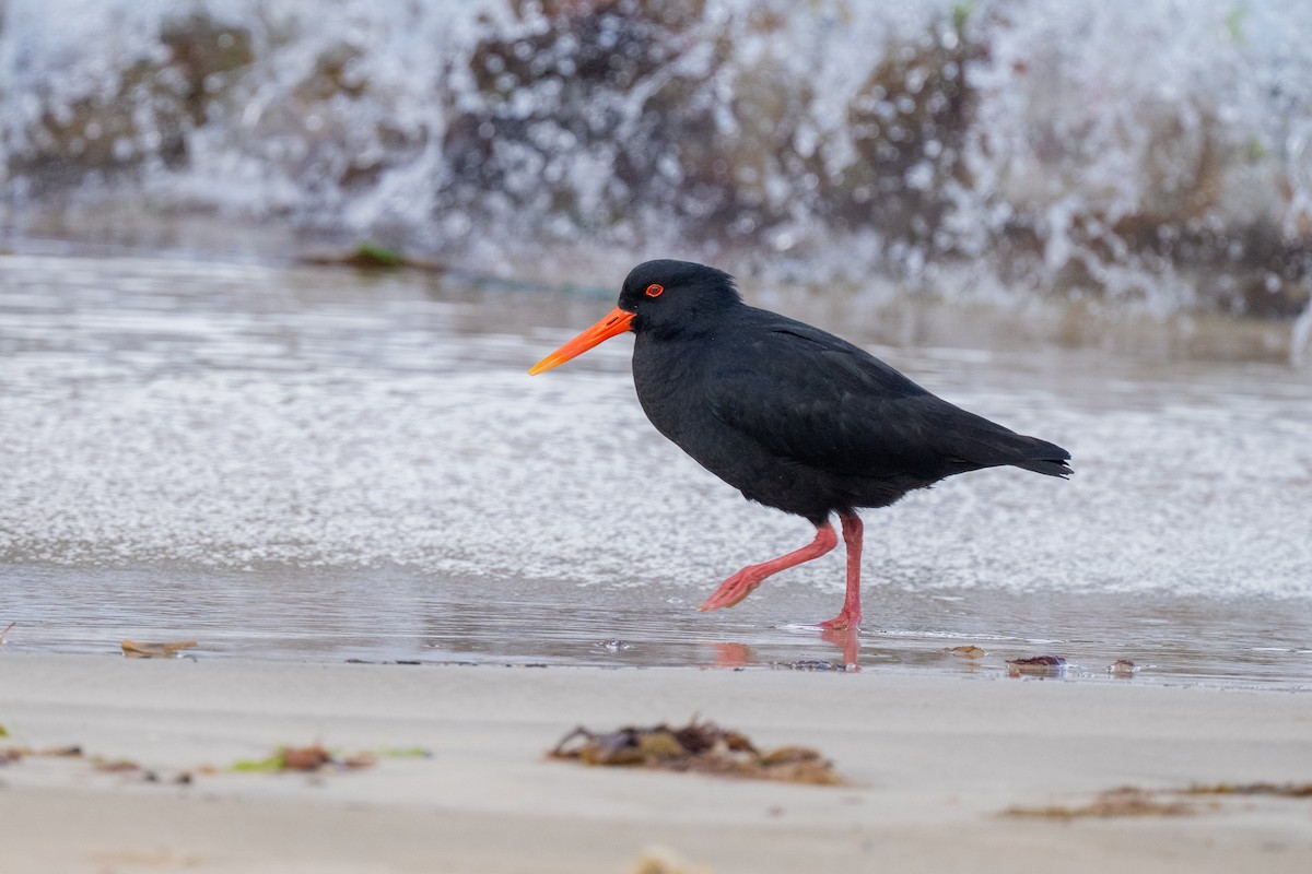 Variable Oystercatcher - ML644779393
