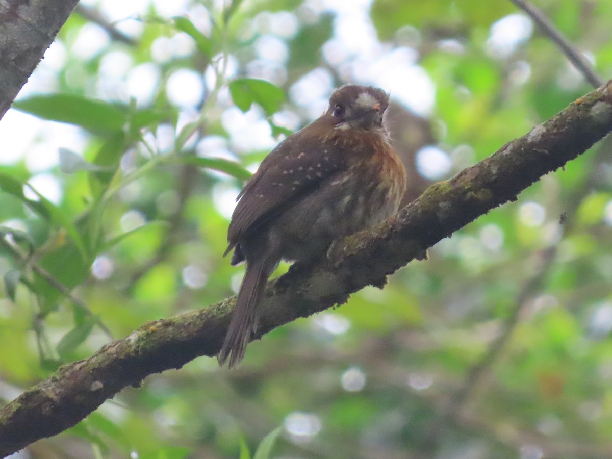 Moustached Puffbird - ML644779395