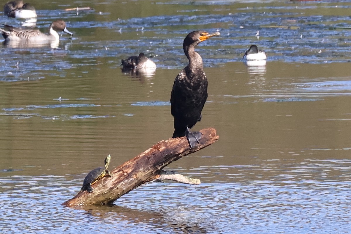 Double-crested Cormorant - ML644779400