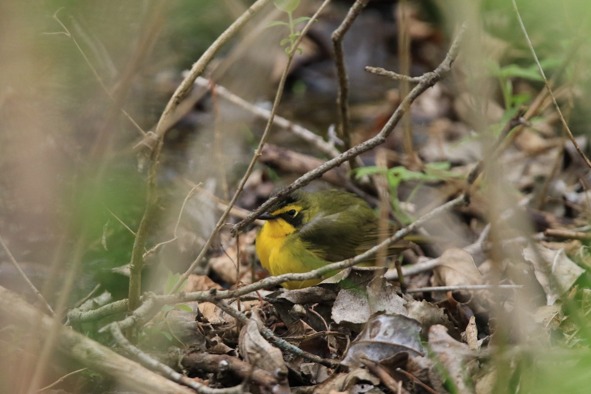 Kentucky Warbler - ML644779406