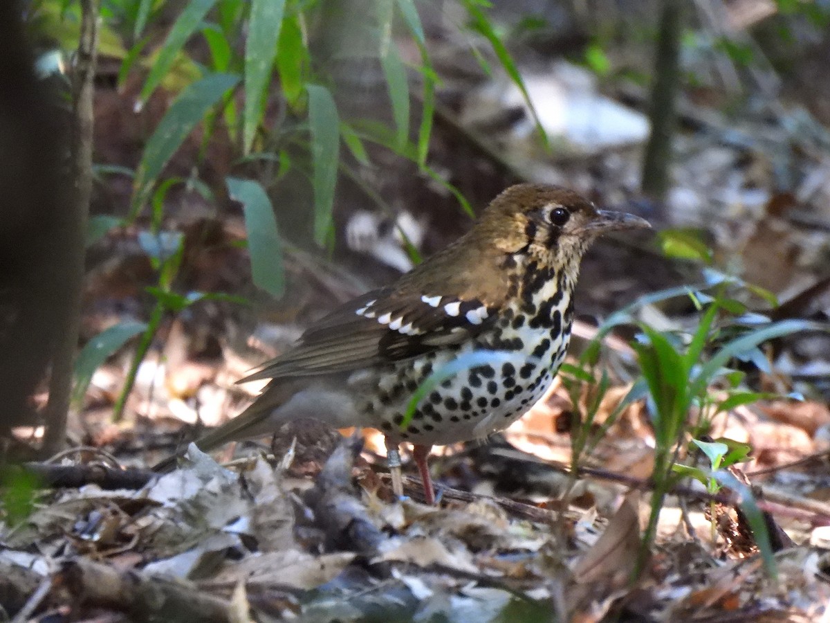 drozd kropenatý - ML644779413