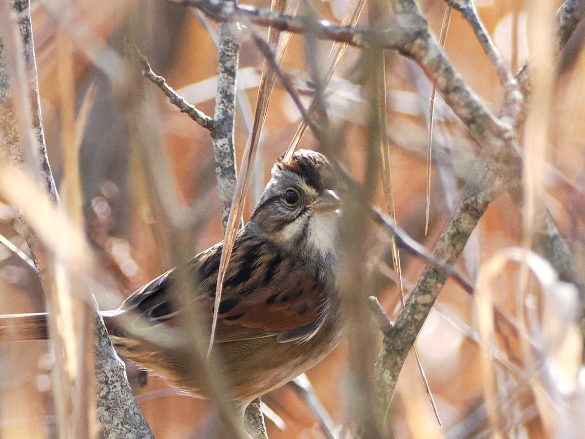 Swamp Sparrow - ML644779418