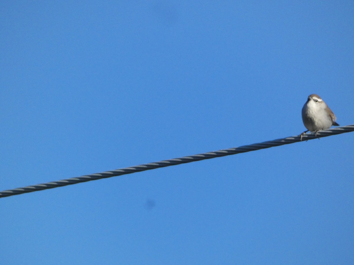 Підбуреник - ML644779419