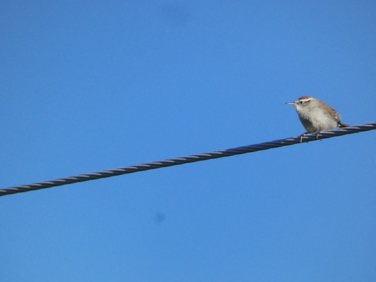 Підбуреник - ML644779420