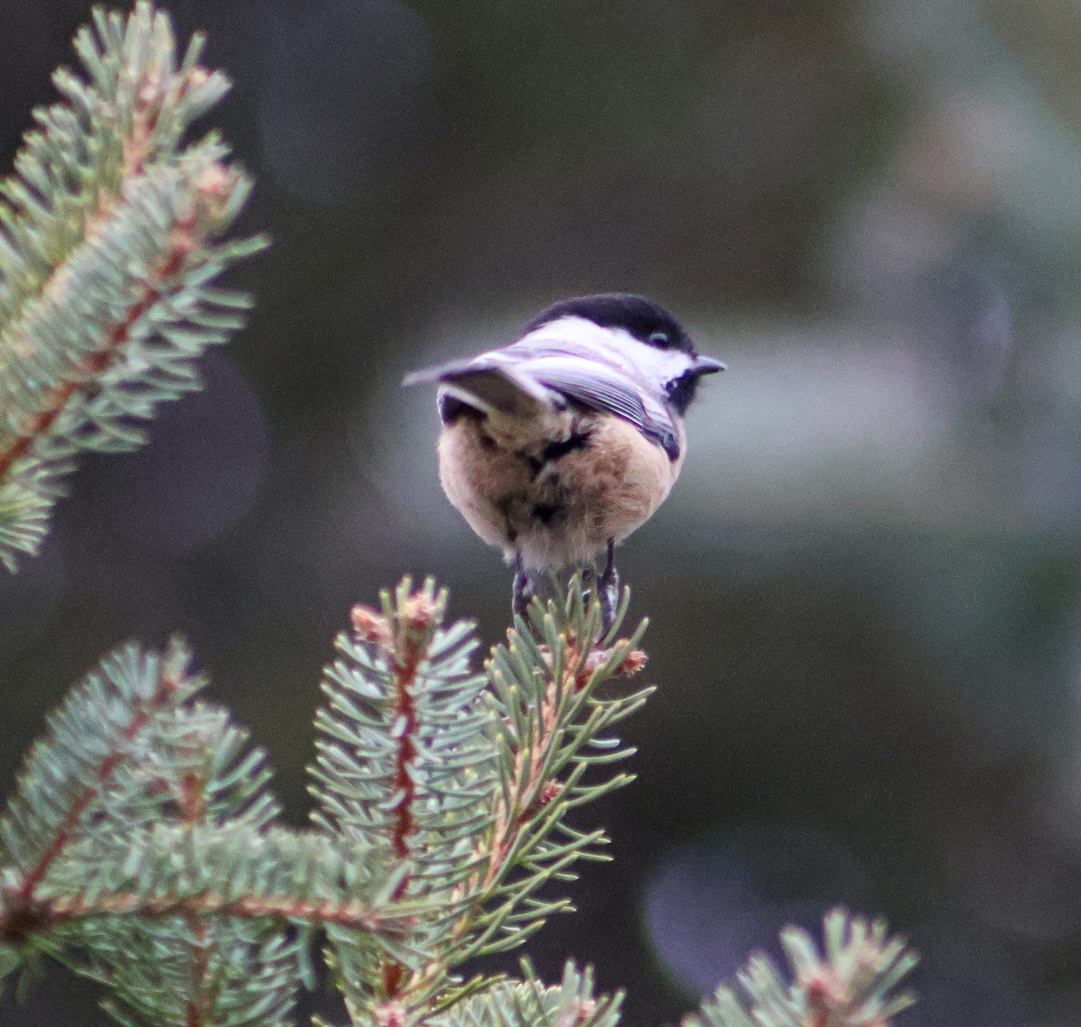 Гаїчка світлокрила - ML644779423