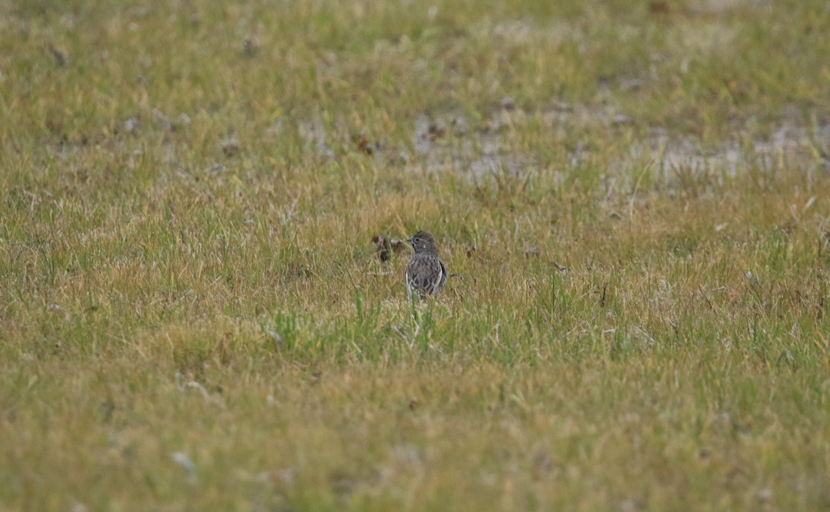 Корибіг - ML644779429