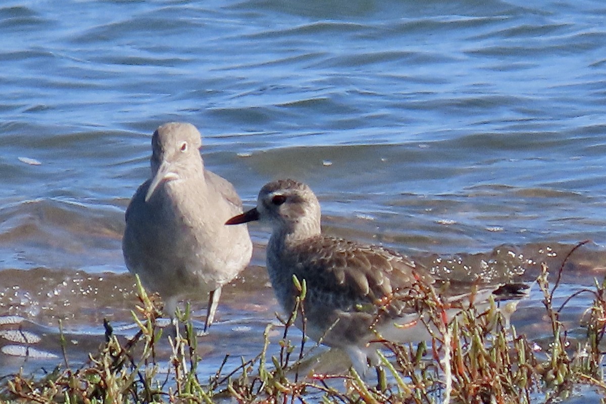 Black-bellied Plover - ML644779431