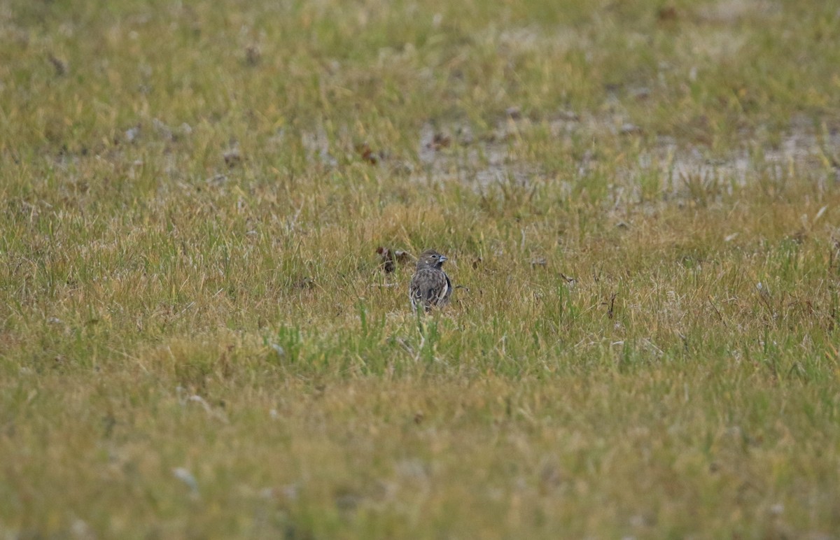 Корибіг - ML644779432