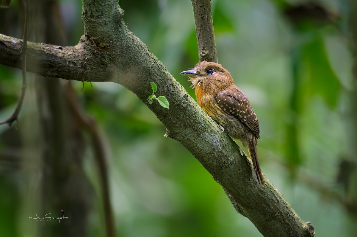 Moustached Puffbird - ML644779439