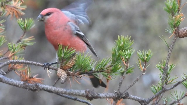 Pine Grosbeak - ML644779447