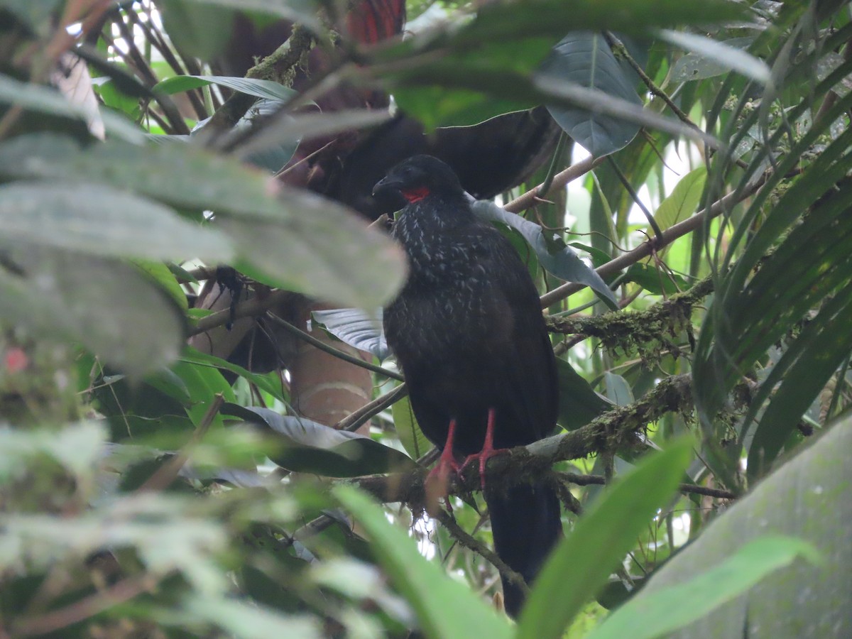 Pénélope du Cauca - ML644779459
