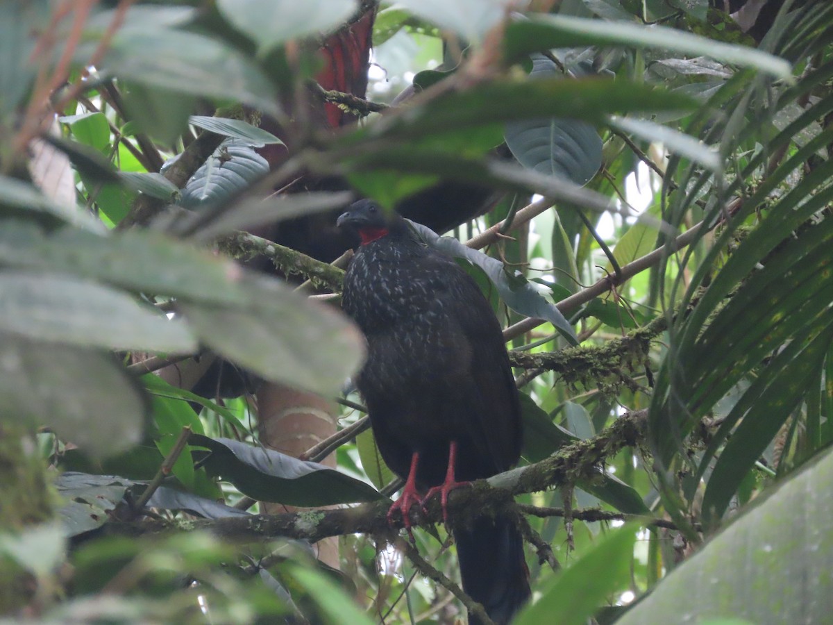 Pénélope du Cauca - ML644779460