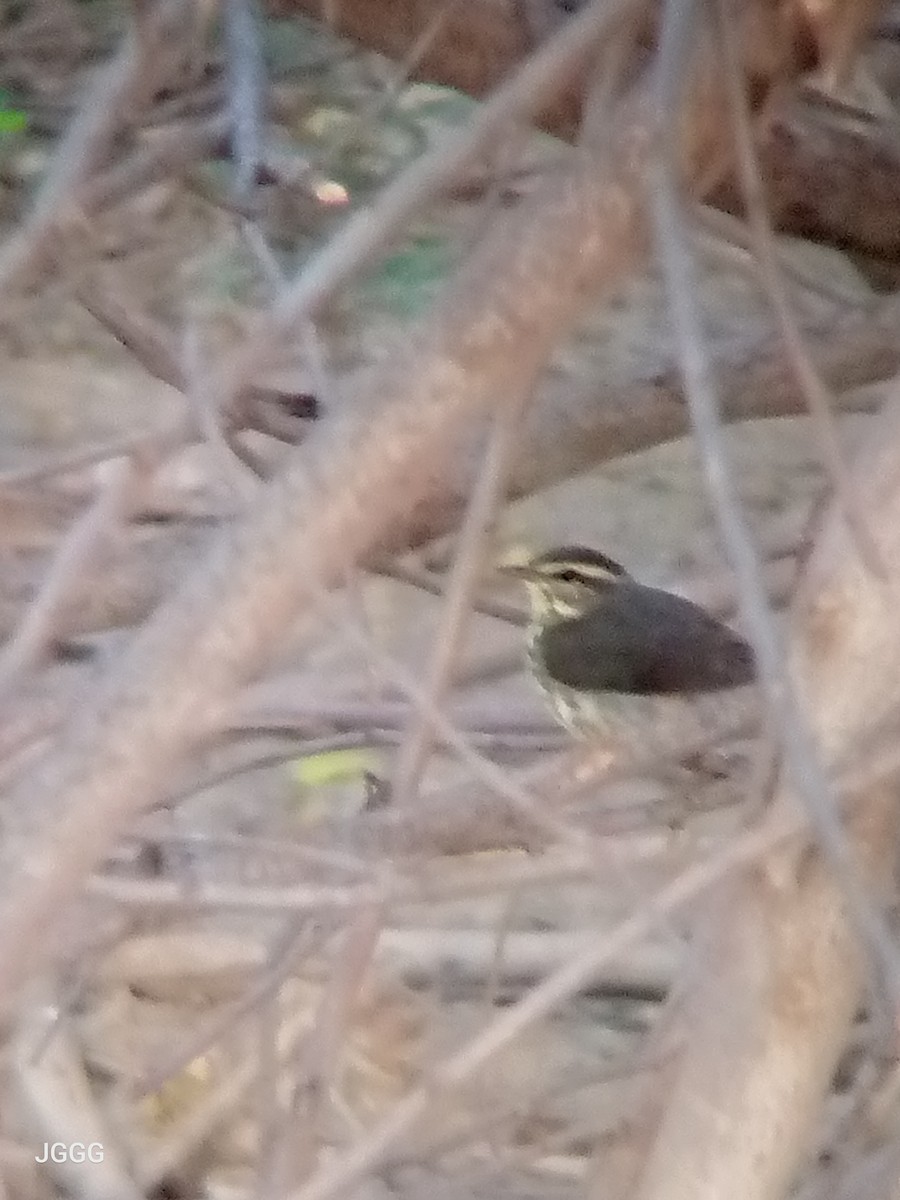 Northern Waterthrush - ML644779480