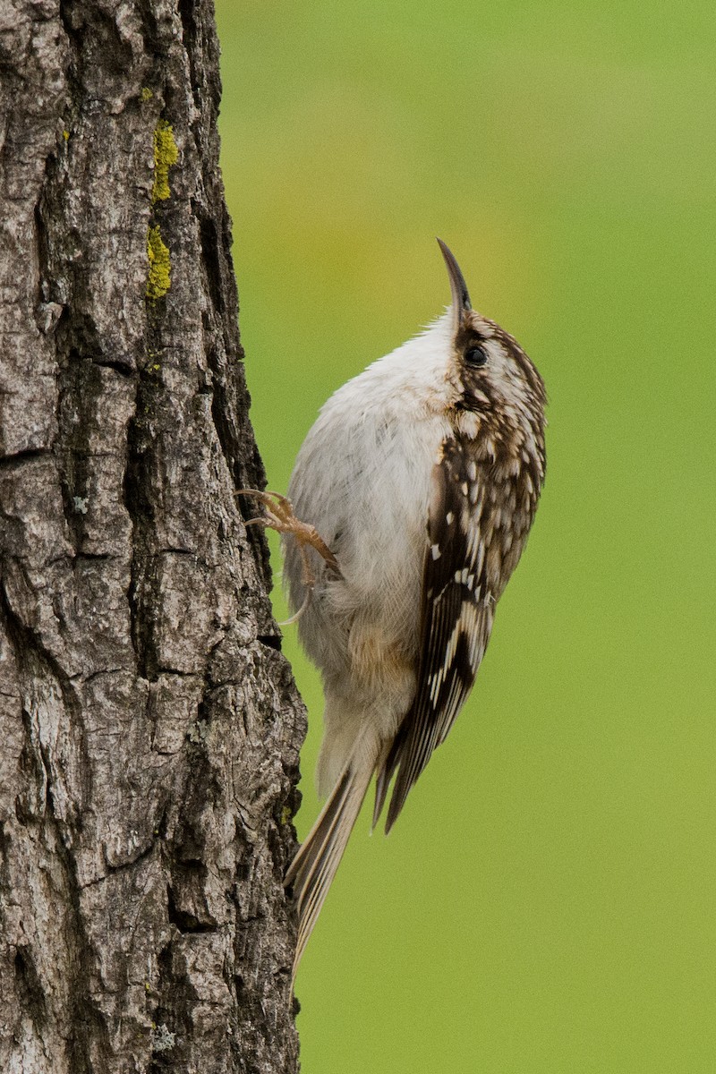 Підкоришник американський - ML644779496
