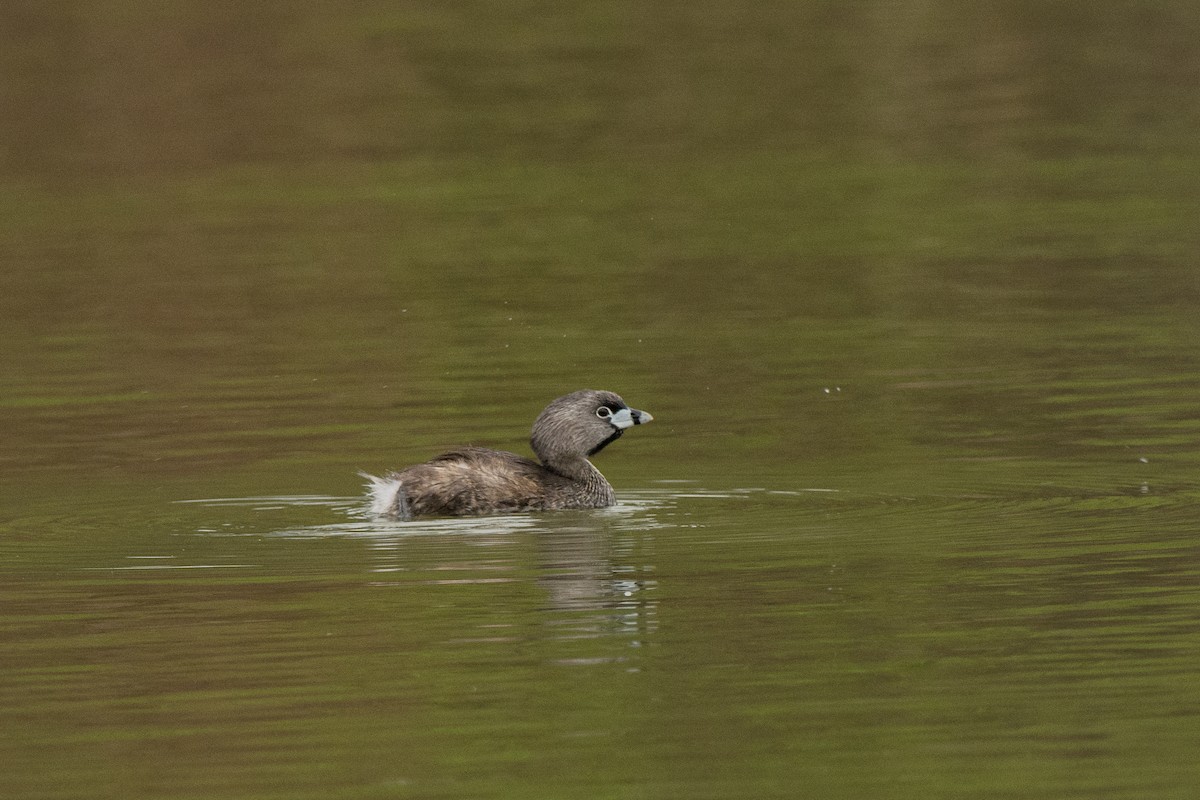 Пірникоза рябодзьоба - ML644779501