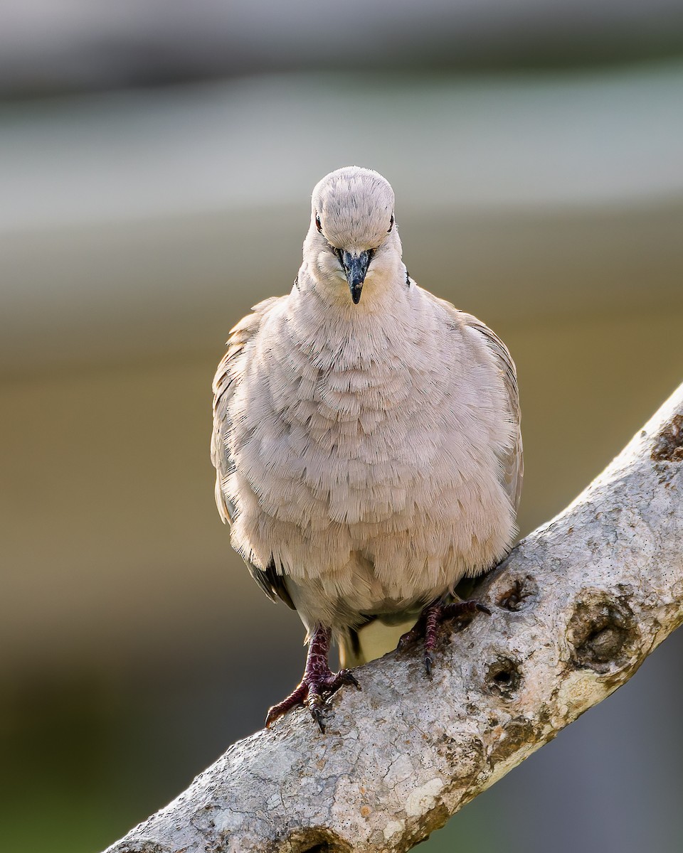 Eurasian Collared-Dove - ML644779502