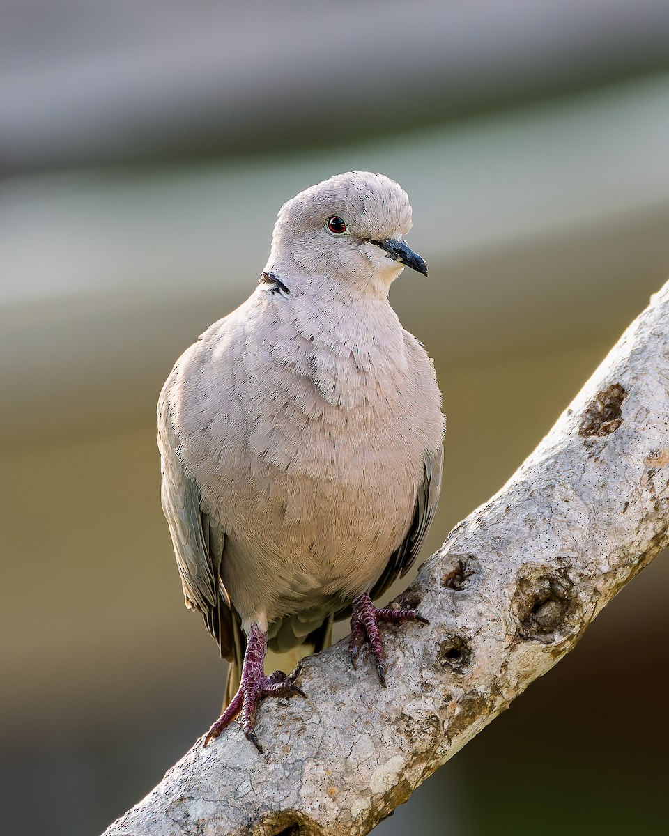 Eurasian Collared-Dove - ML644779503