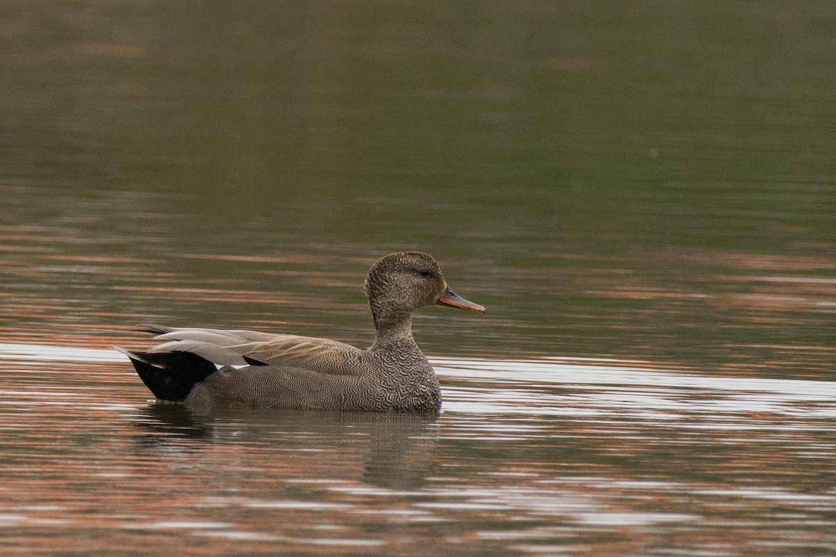 Нерозень - ML644779510